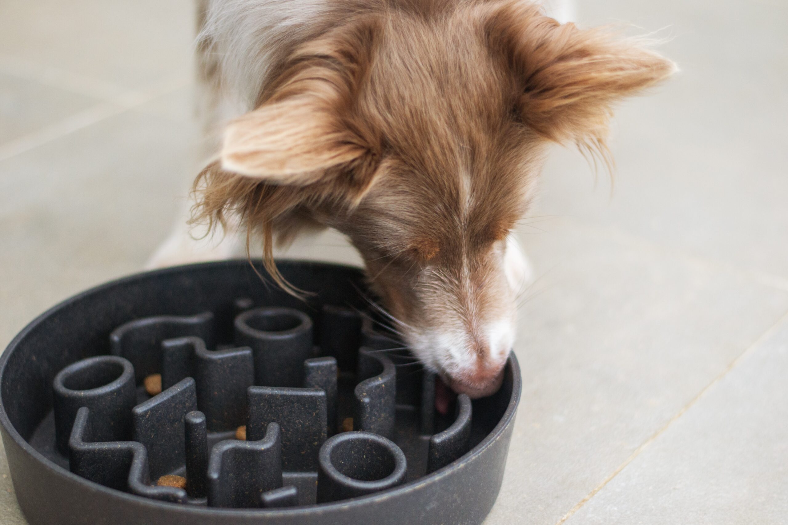 9 things you need to know before buying a slow feeder dog bowl